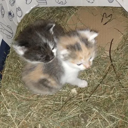 Agroturismo Rojerhof *