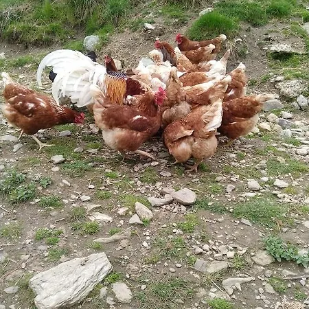 Rojerhof Agroturismo Schladming