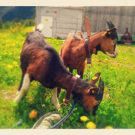 Rojerhof 斯拉德明