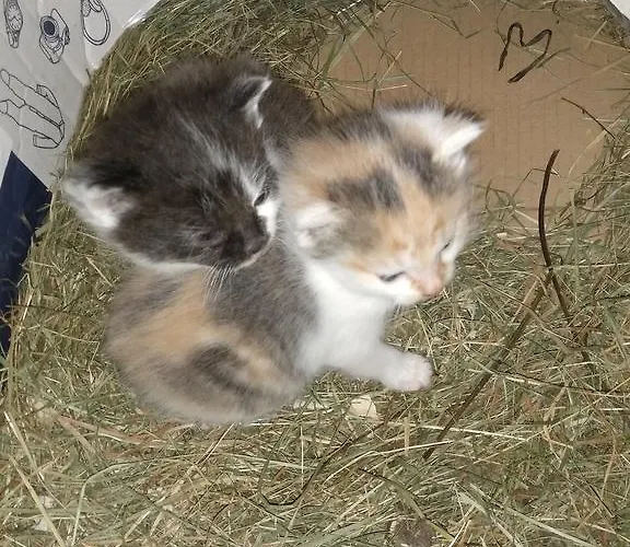 Фермерский дом Rojerhof *