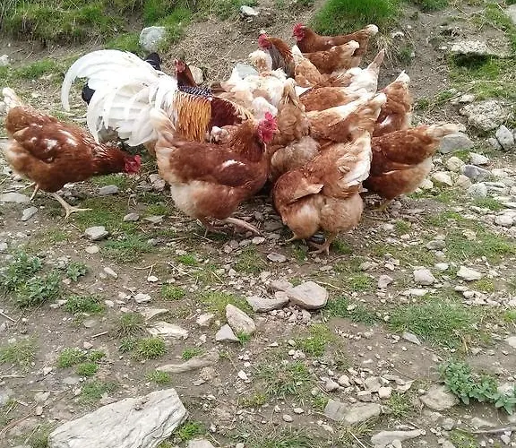 Rojerhof Vakantieboerderij Schladming